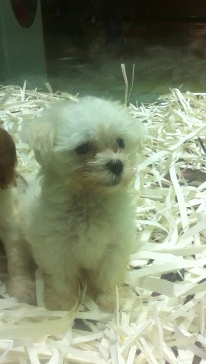 YENİ MALTESE TERRİER