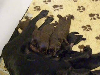 Chiots de Lady le 7 septembre 2014