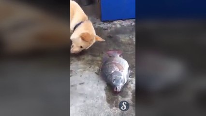 Một con chó tưới nước cho cá chết