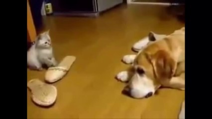 Funny Cats And Dogs - Cute Dogs and Cats Video
