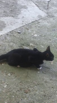 gatto arrabbiato