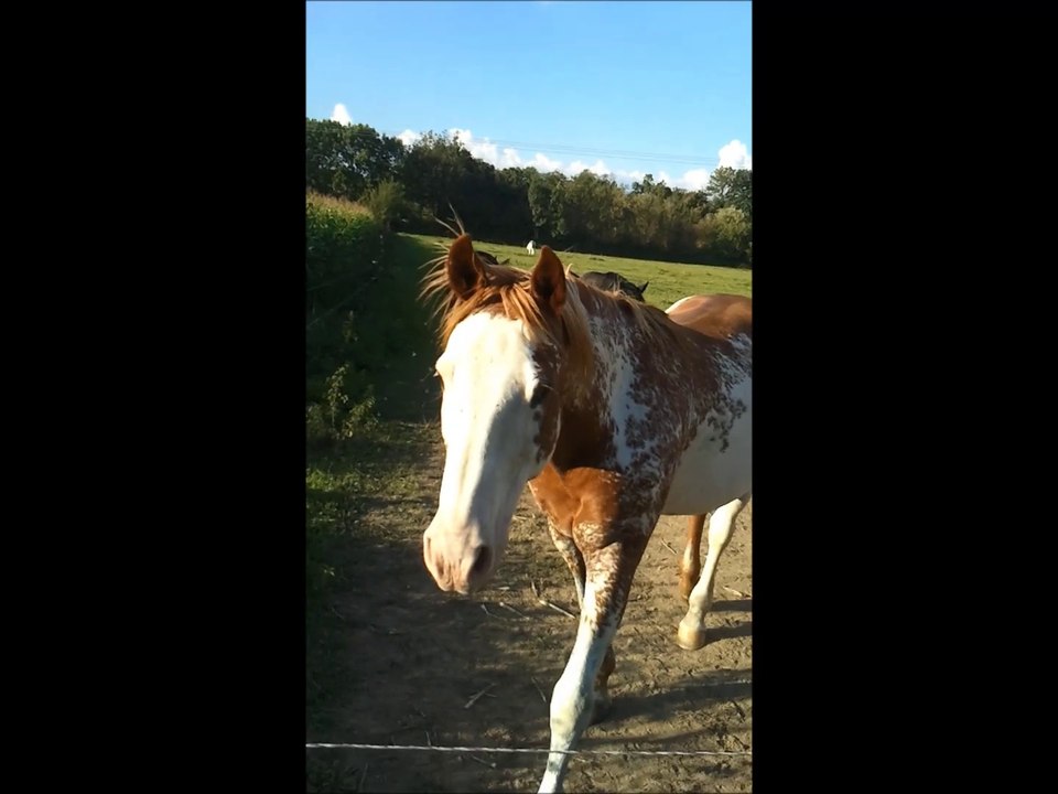 Jack et zurron au pré