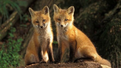 Fox Sounds and Pictures