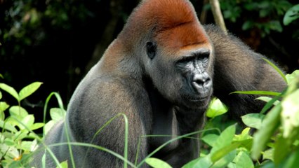 Gorilla Sounds and Pictures