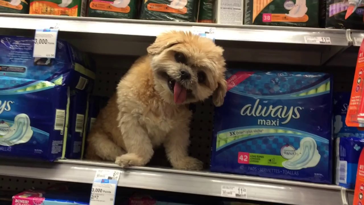 The Most Derpy Looking Dog Face Ever!