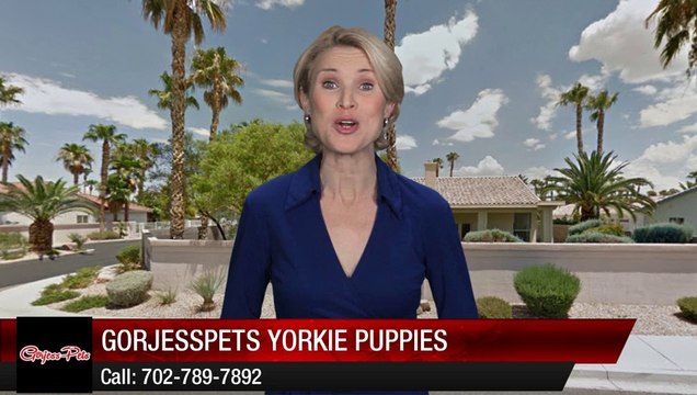 GorjessPets Yorkie Puppies Hunting Valley Perfect Five Star Review by Cassie B.
