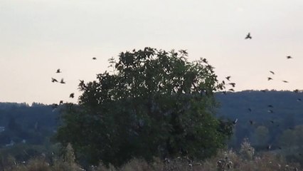 Hitchcock - Les oiseaux ! (1)