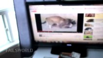 Fat Cat Watch a Sexy Video - Fails World