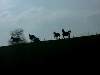 Grand galop à fond plein cu!