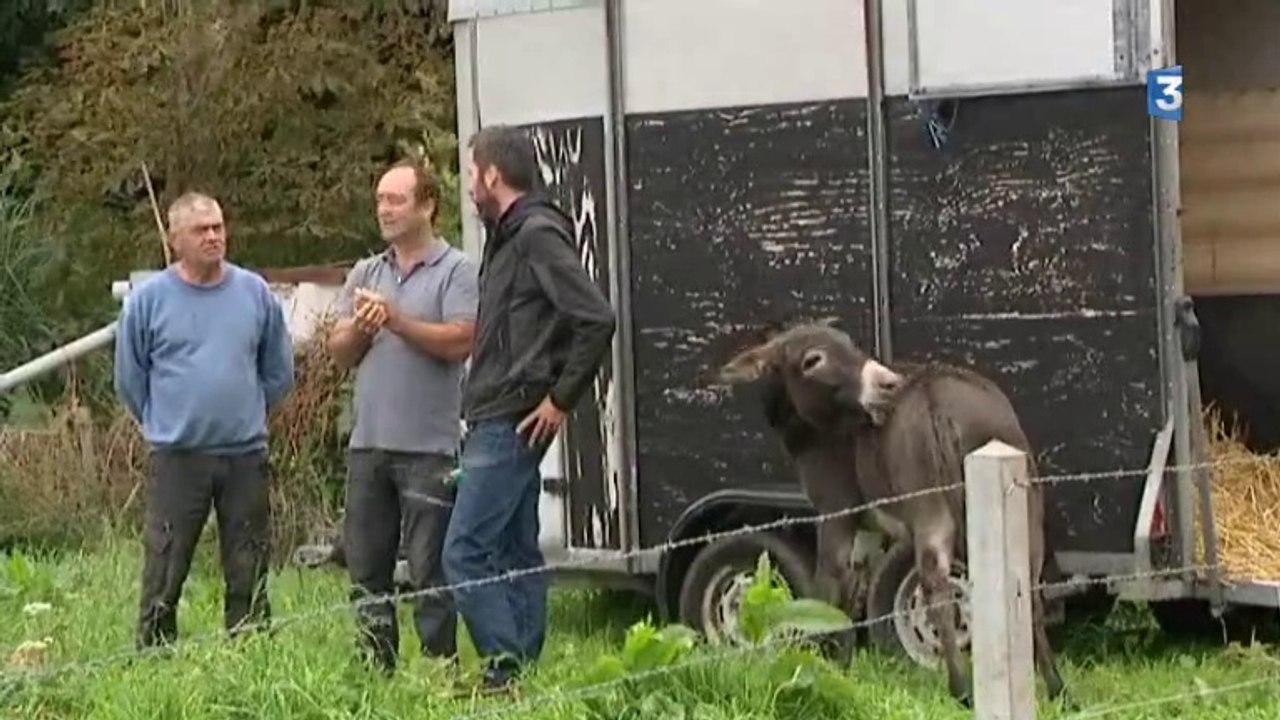 St Jouin Bruneval (76) : la renouée du Japon, une plante très envahissante