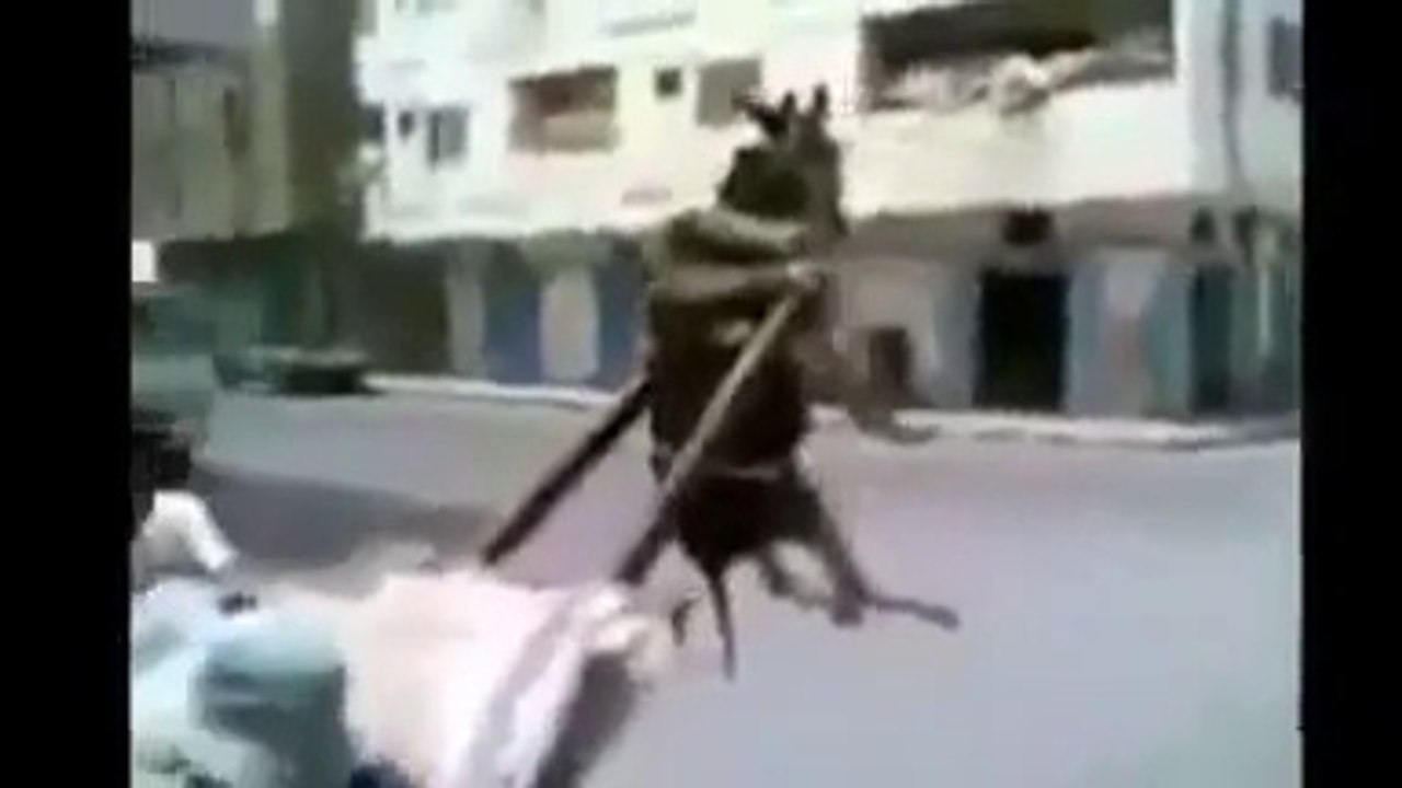 Hangisi eşşek.? Gülermisin Ağlarmısın
