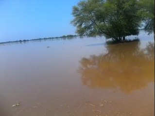 flood 2014 roring over the rice crops in our area
