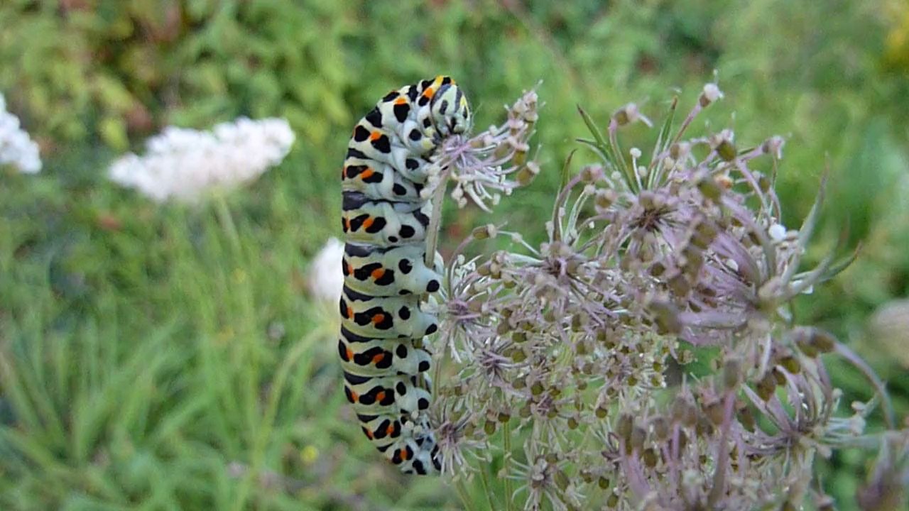 Chenille du machaon