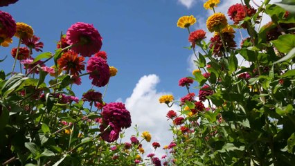 Flowers - Ludy - Piano HD 1080p