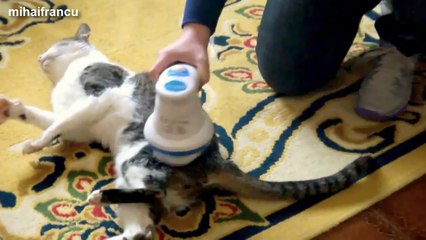 Funny Cats Enjoying Massage Compilation 2014 [NEW].