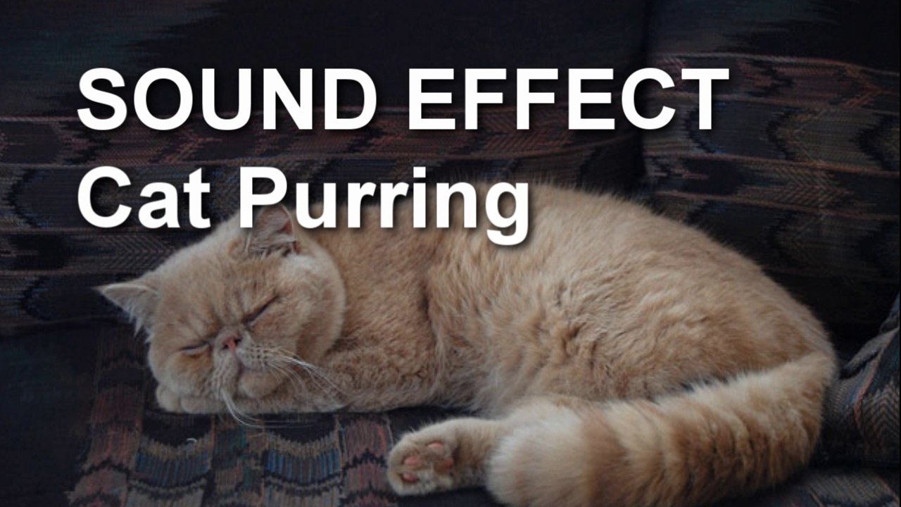 Cat Purring Sound Effect