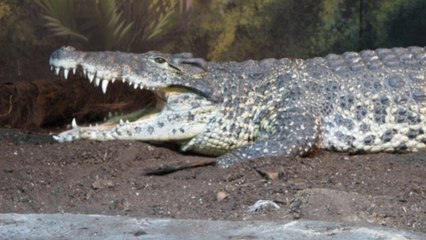 Crocodile Sounds and Pictures