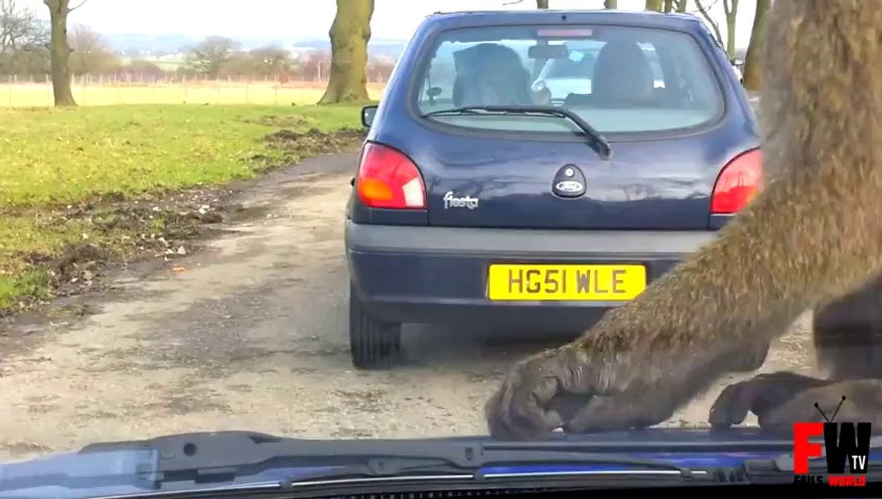 monkey eat car jets