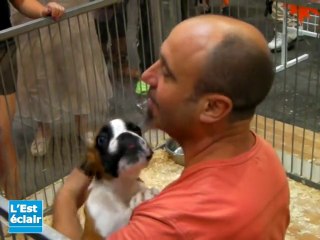 Coups de coeur sur le salon du chiot