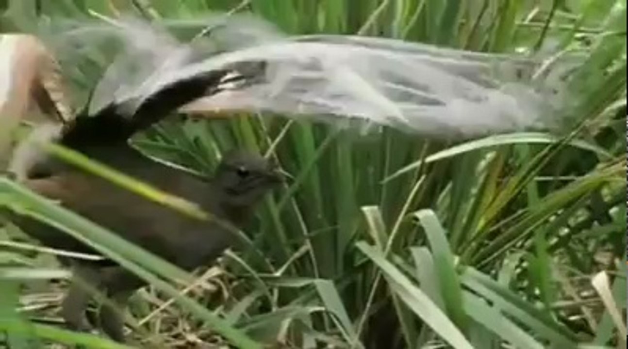 birld