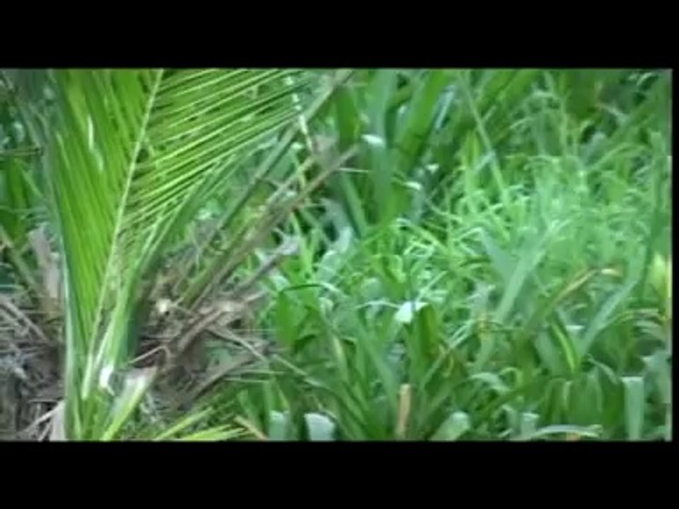 Eritrean Instrumental Music - Dawit Kidane