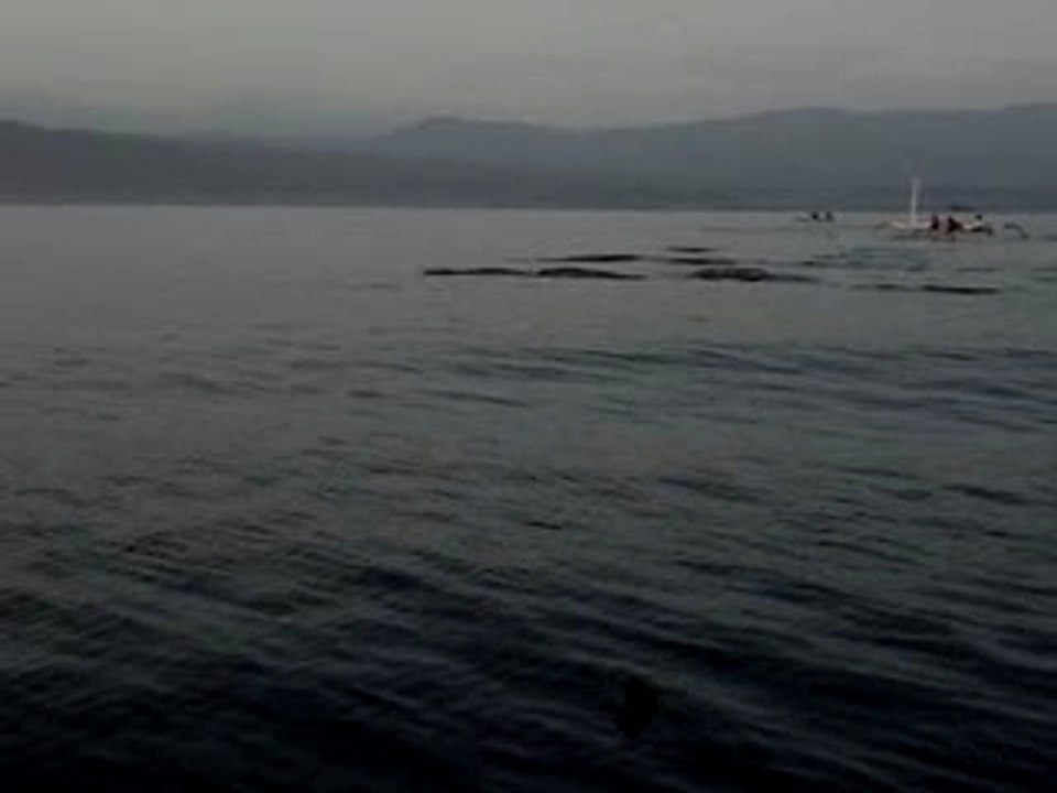 Dauphin indonesie