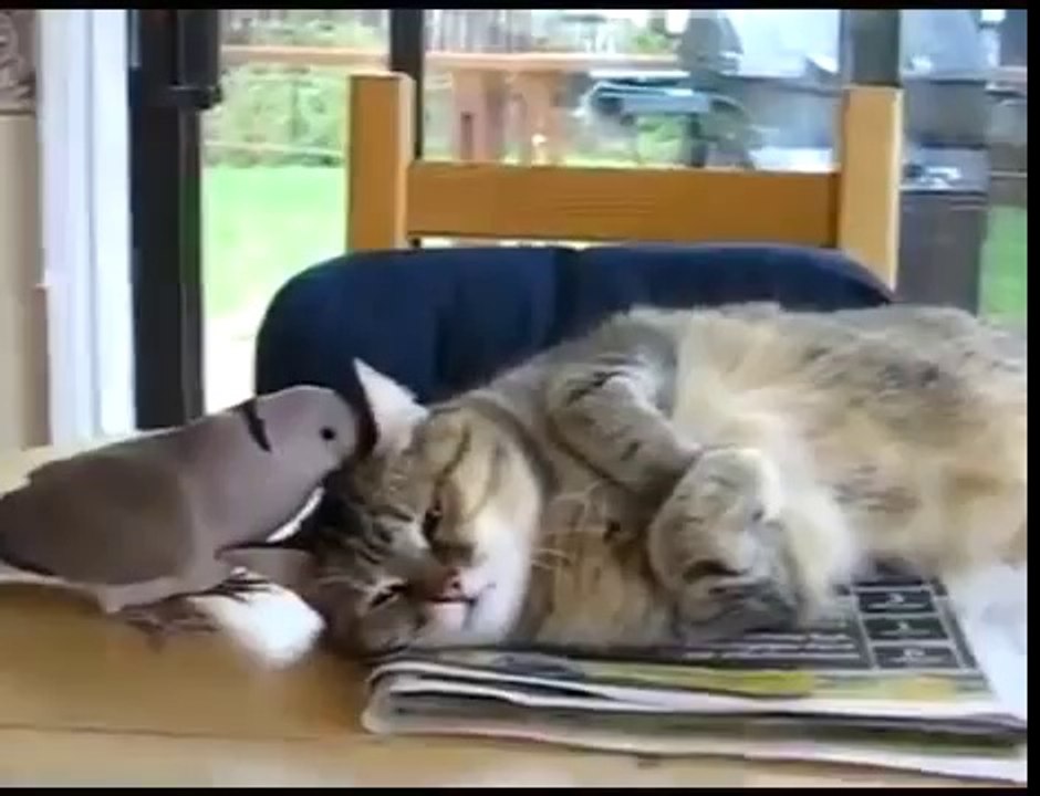 Pigeon vs Cat (Guvercin ve Kedi)