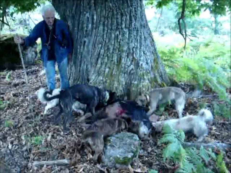 Squadra di caccia guagnese