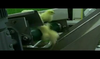 andy se packed murgi tak