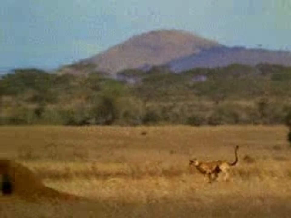 Charal course guepard