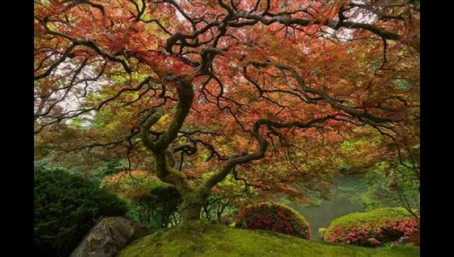 Doğanay & keskin bıçak