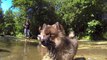 Chien et chiot Spitz Nain de sortie en rivière - GoPro HD