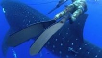 Massive whale shark crashes into diver