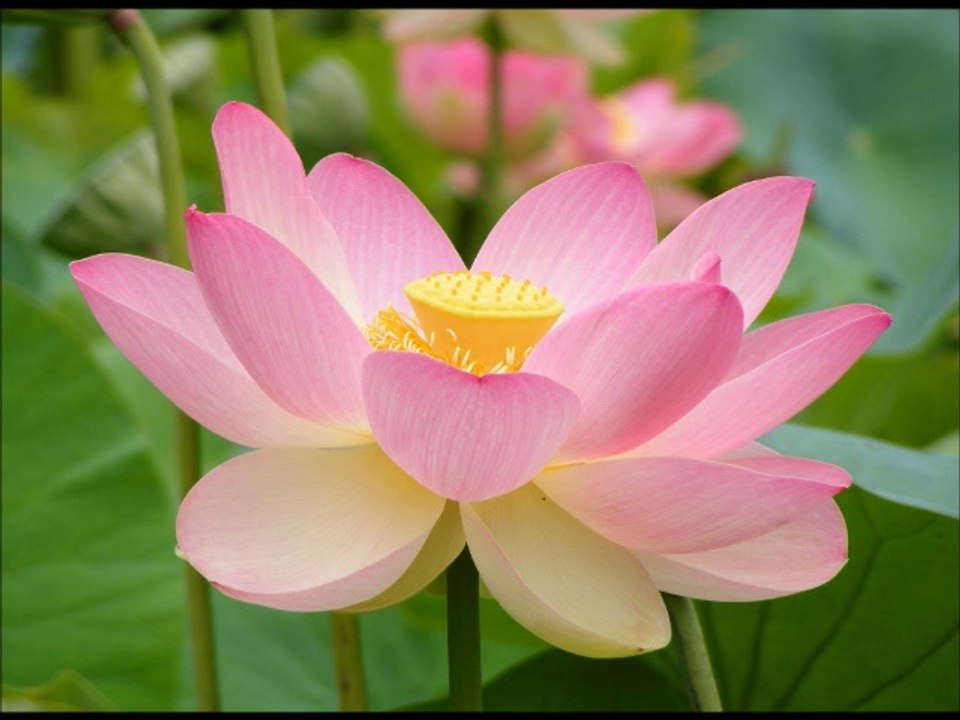 Dream Dream Dream Dream (Cameron Version)