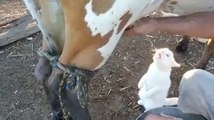 Cat drinks milk straight from cow's udder
