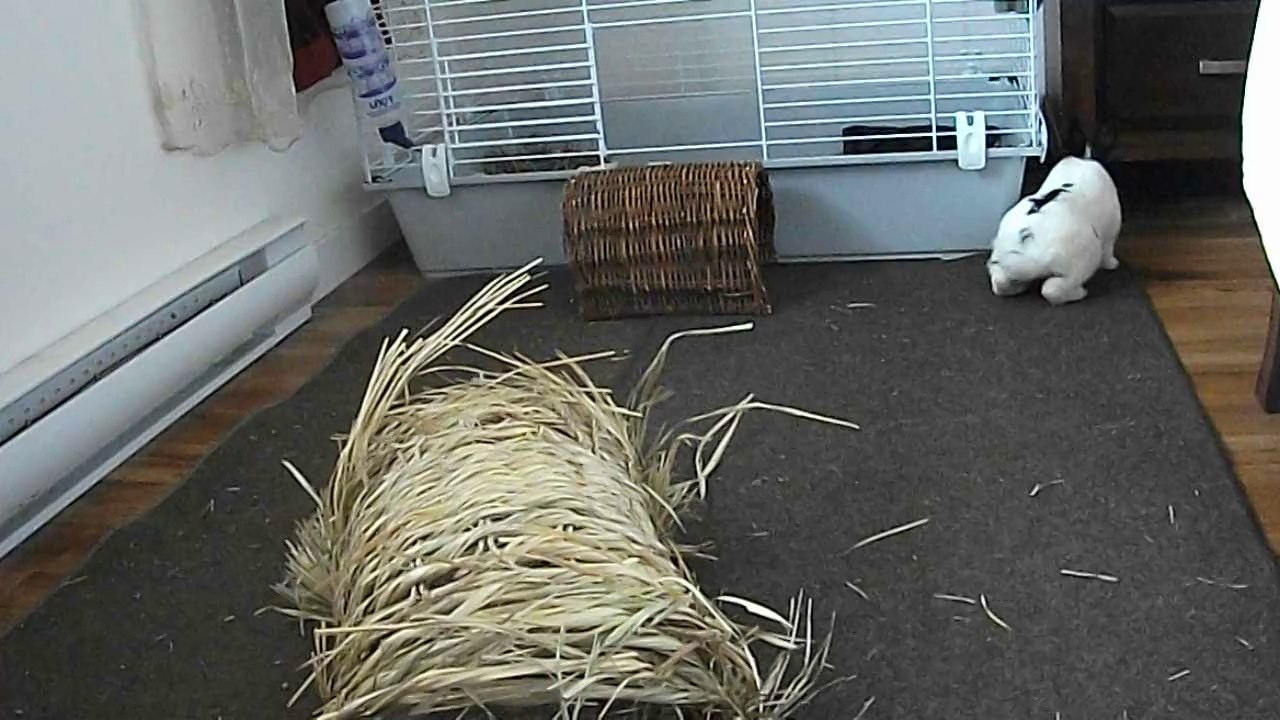 Pinou dans la chambre (06-09-14)