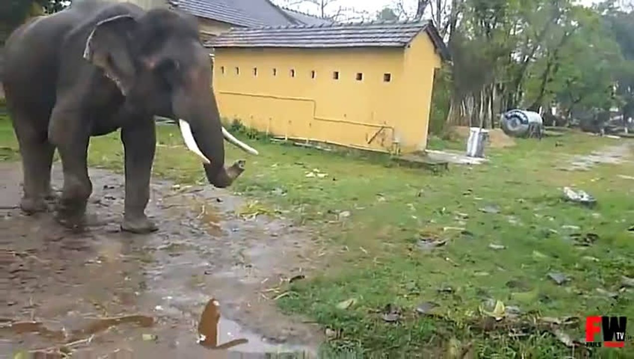 FAILS WORLD - Elephant attack tourist