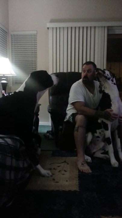 Spoiled Great Dane Adorably Argues With Owner