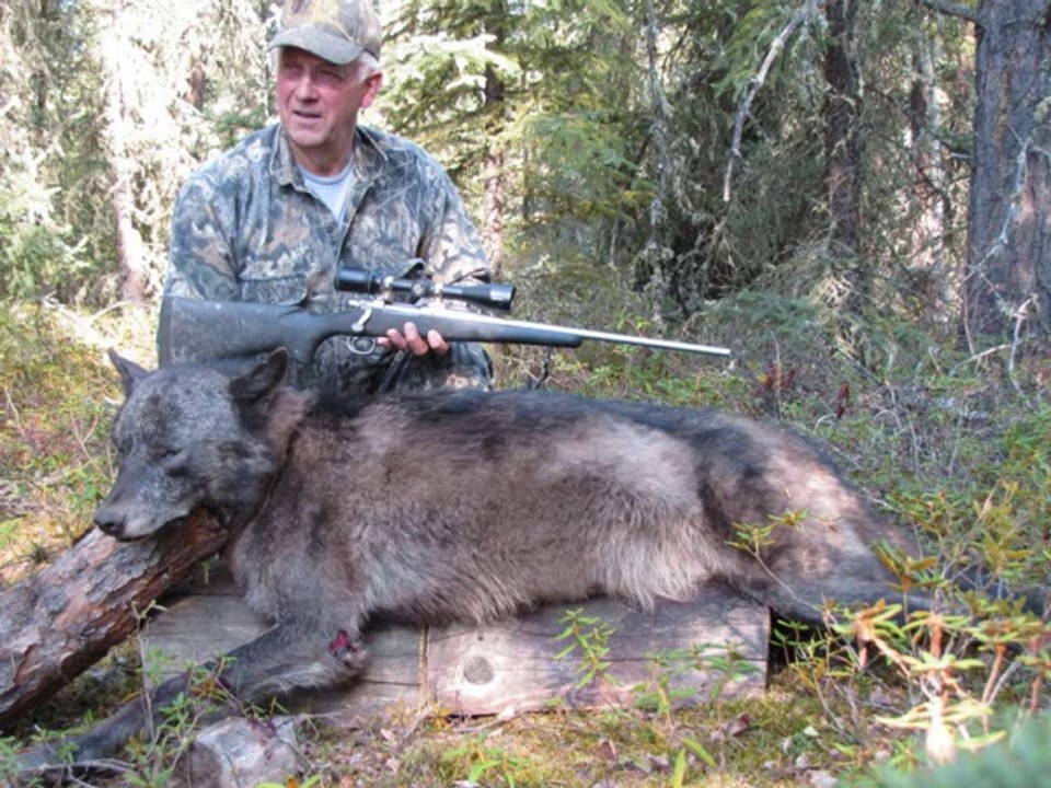 me toucher pas aux loup not touch me with wolf