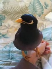 Morning Talk with my Mynah Kaleo