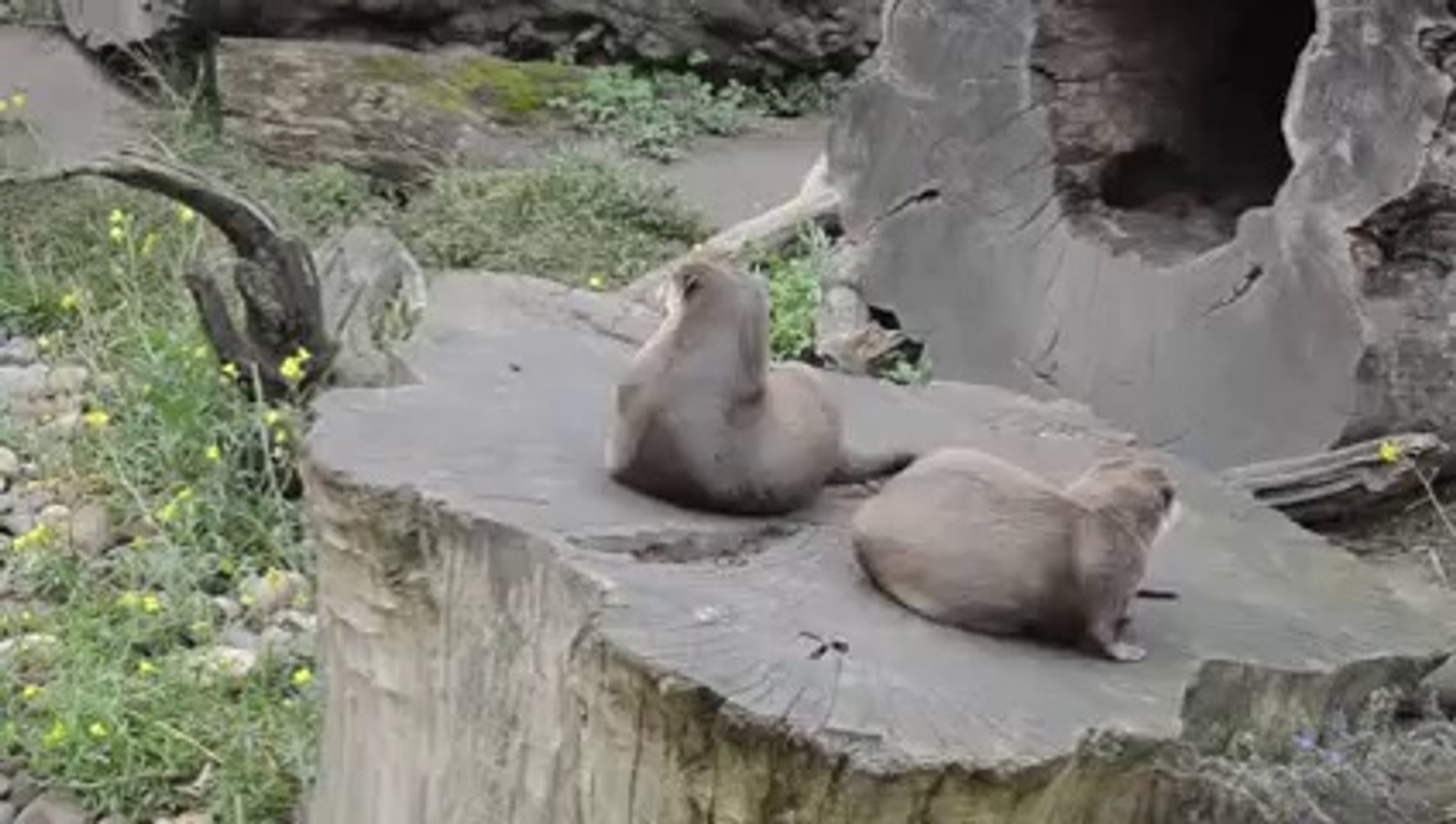 ⁣Otter spielt mit einem Stein (Otter plays with a stone) THE ORIGINAL!