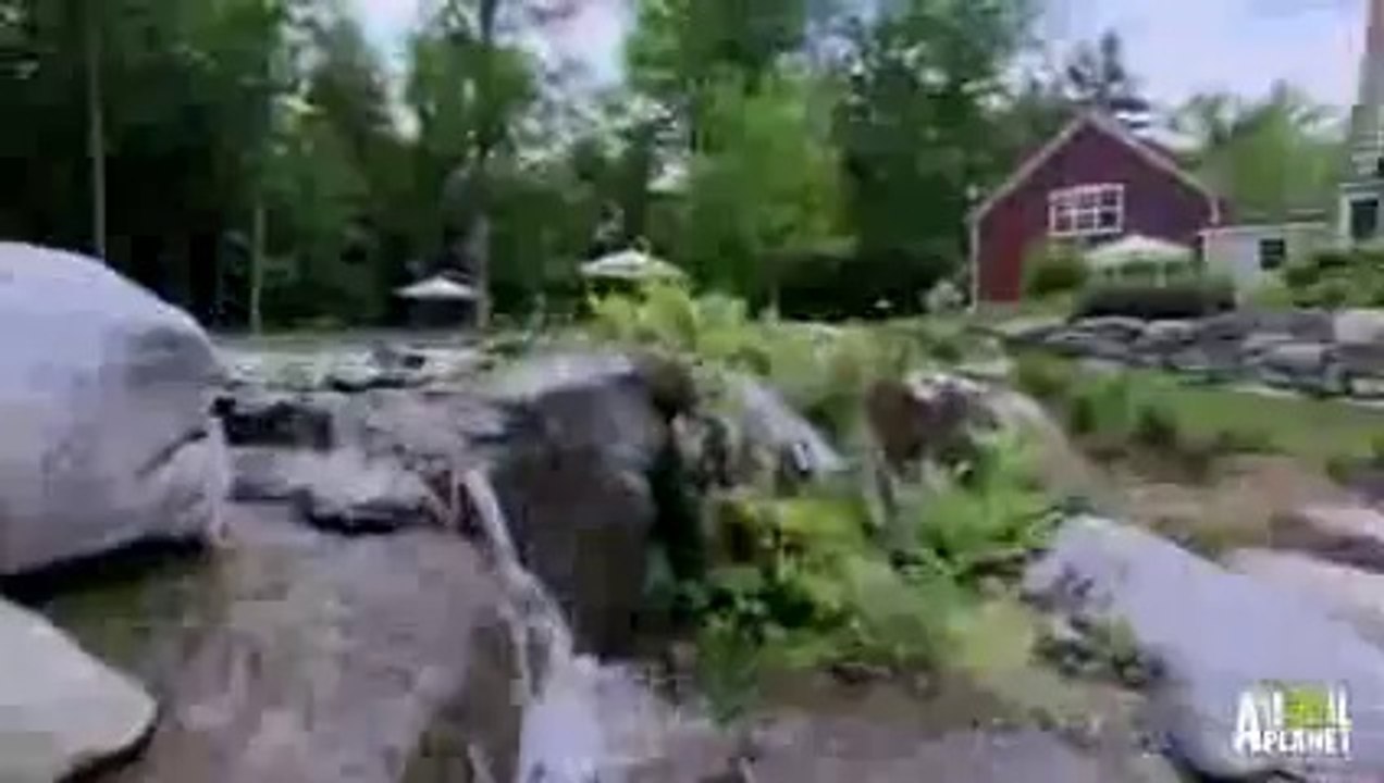 A Pool That Looks Like it Was Made by Nature