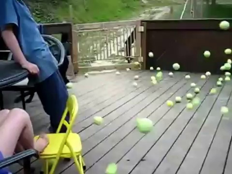 Best day for one dog video funny