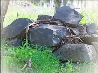 فلسطين هذا الصباح الاثنين 8-9-2014 ج1