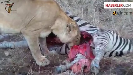 Aslan Sürüsü, Koca Zebrayı Mideye İndirdi