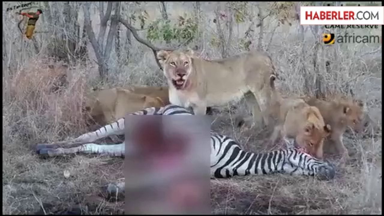 Aslan Sürüsü, Koca Zebrayı Mideye İndirdi