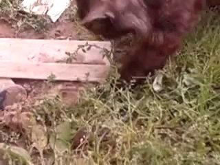 Кошки-мышки