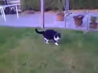 Funny Cat Recorded with Iphone 2G ~ Best Funny Animals 2014