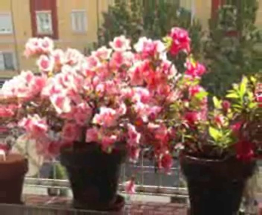 nueva muvee 035 E Cortazar