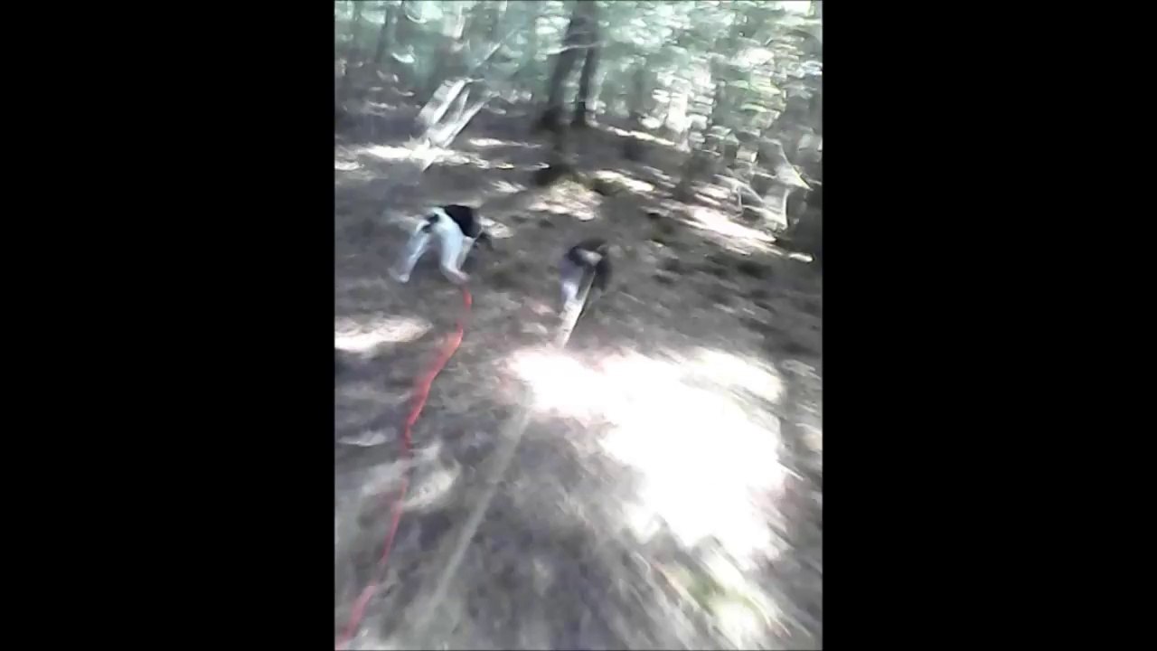 izar et jino sur le pied